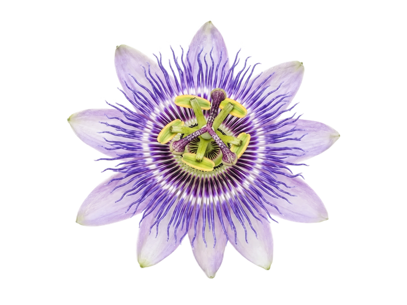 Representative passionflower illustration on a transparent background